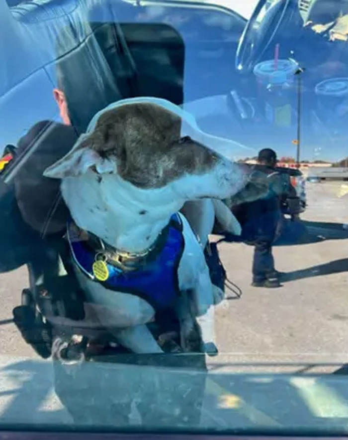 美国德州基尔戈市一辆汽车四处冲撞 警察到场发现坐在驾驶座上的竟然是一只宠物狗