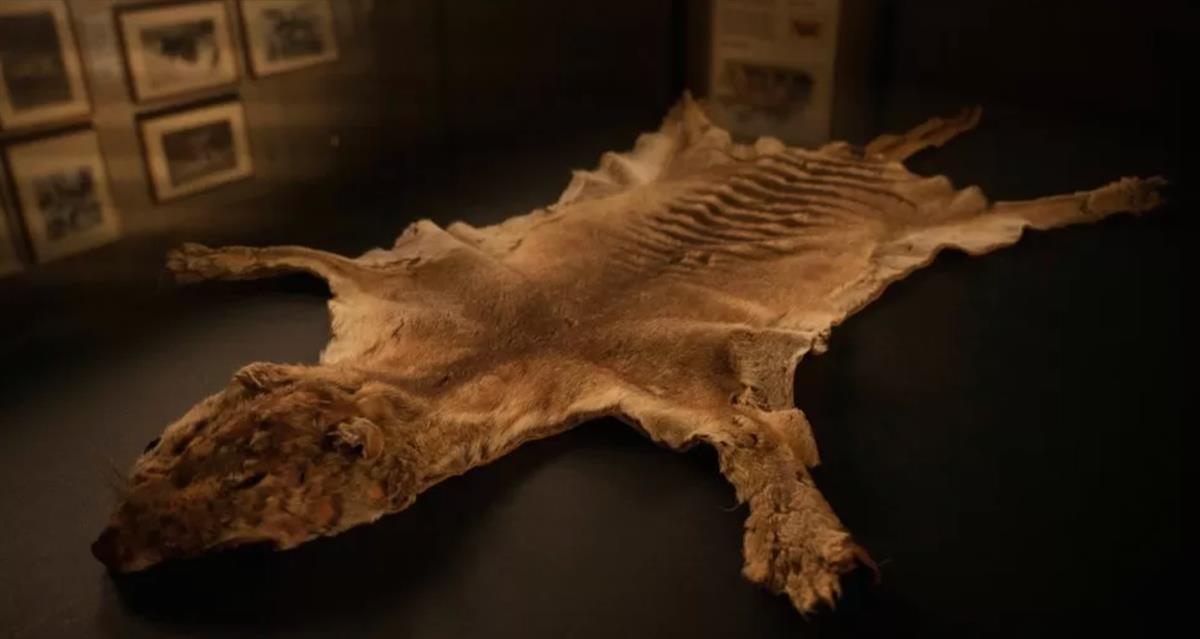 澳大利亚发现世界上最后一只袋狼遗骸 博物馆藏了85年