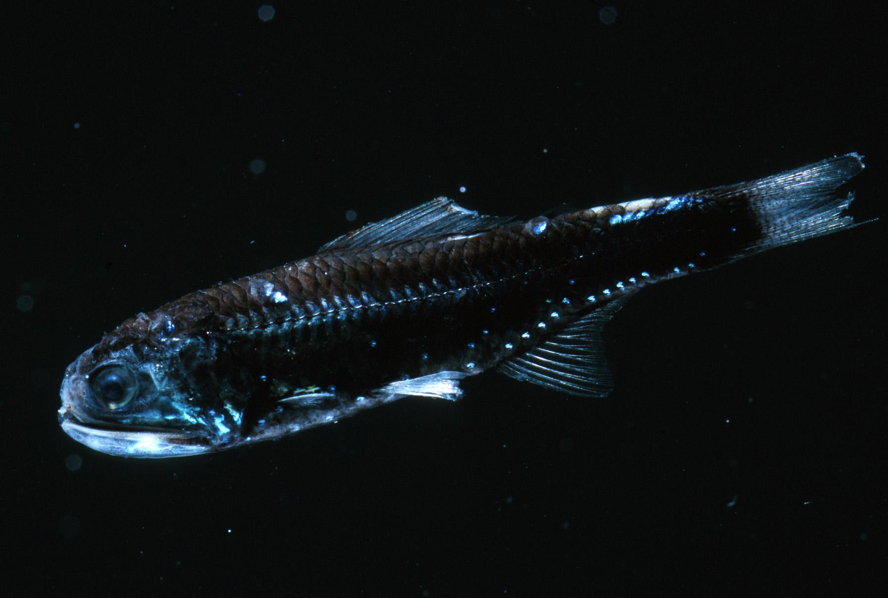 地球早期历史上有多个时代鱼类喜欢寒冷、黑暗、贫瘠的深海水域