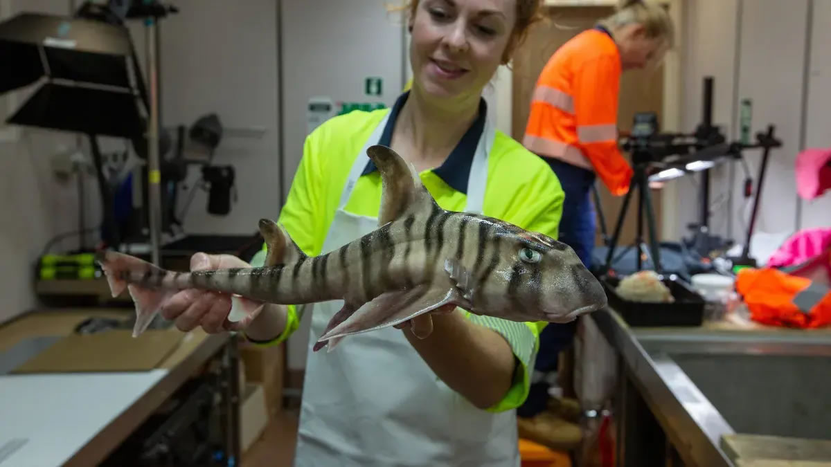 印度洋底部超过17000英尺深度发现一个鲨鱼墓地 里面有750多颗牙齿化石