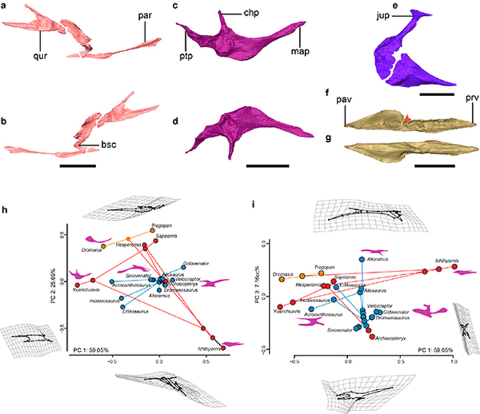 从一只白垩纪鸟类的头骨运动演化组合透视