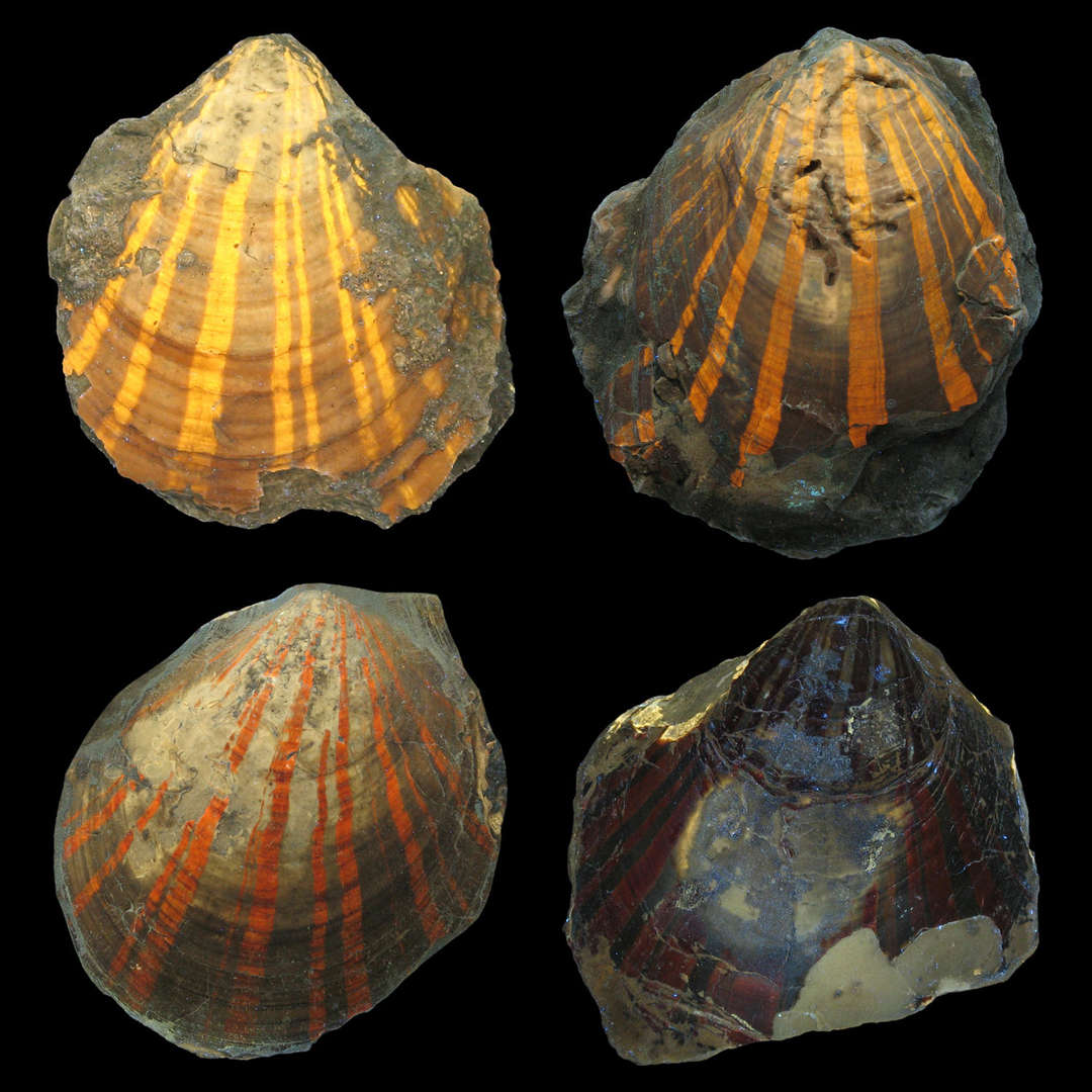 哥廷根大学古生物学家在2.4亿年前的贝壳化石中发现多样性图案