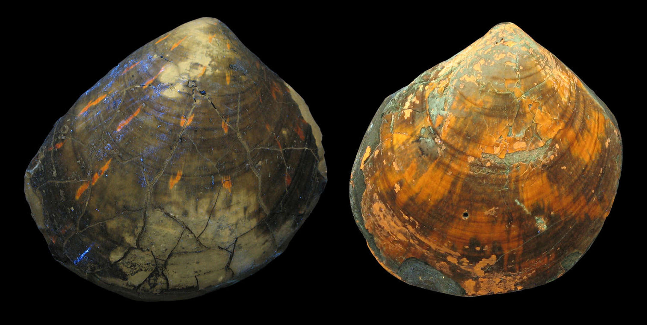 哥廷根大学古生物学家在2.4亿年前的贝壳化石中发现多样性图案