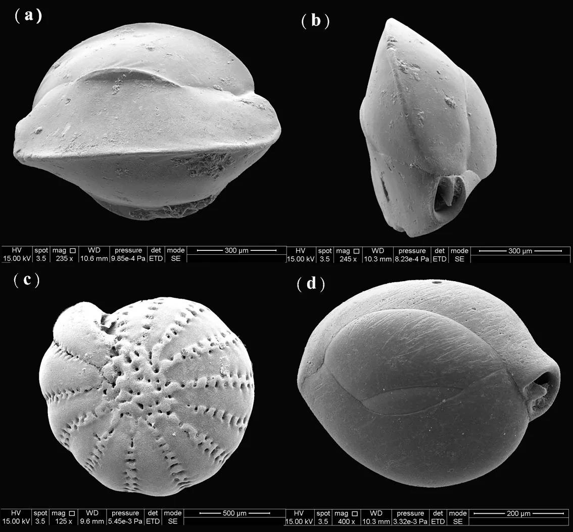 ̨��㴺����ȫ�����������������뾨��ʯ