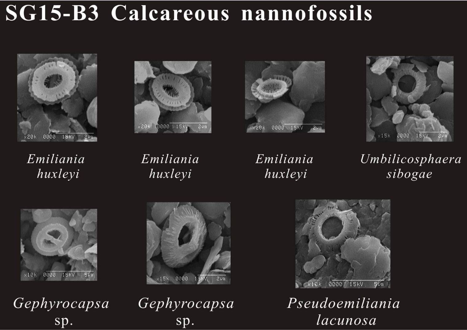 ̨��㴺����ȫ�����������������뾨��ʯ