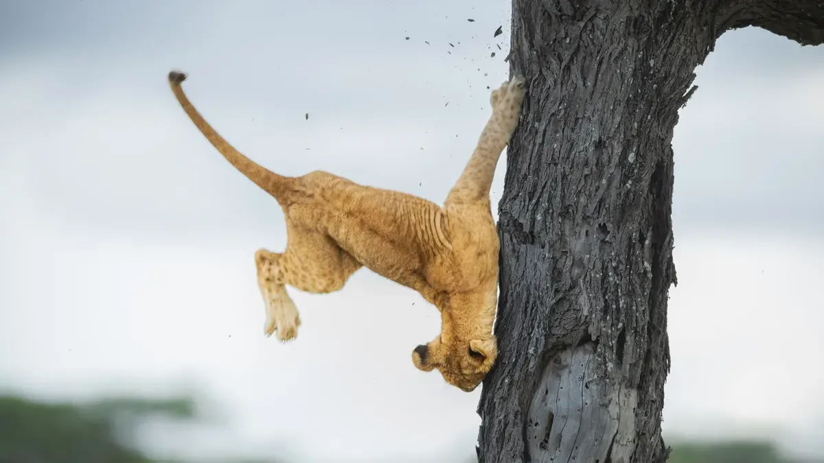 2022年喜剧野生动物摄影奖：坦桑尼亚小狮子撞树照片获今年最高荣誉