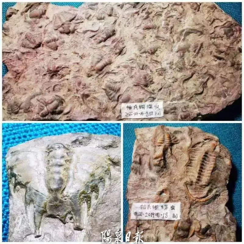 ȪеġʯꡱʵΪһ5.2ǰҶ滯ʯ