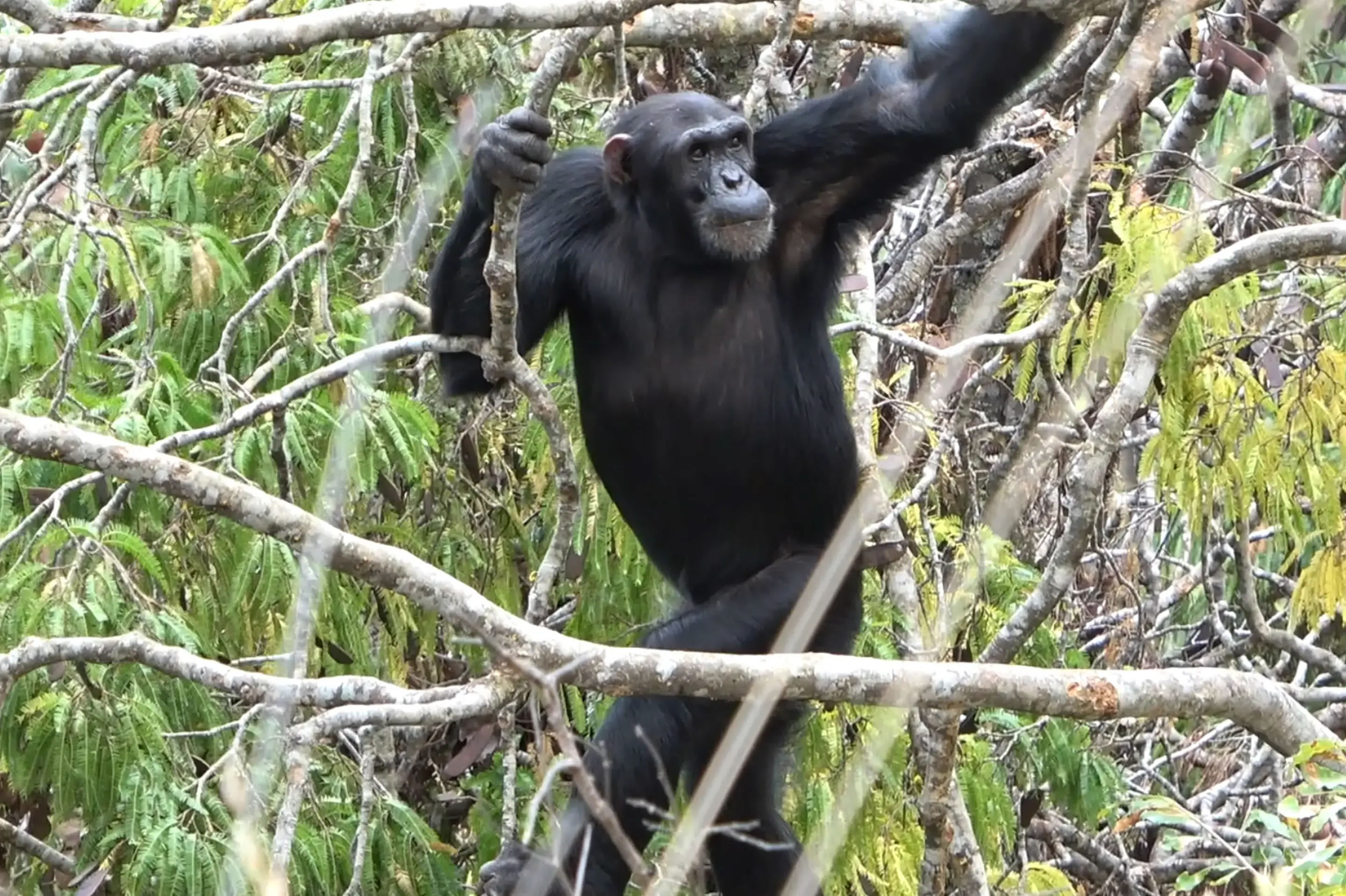 对黑猩猩的研究强烈质疑关于直立行走起源的主流理论