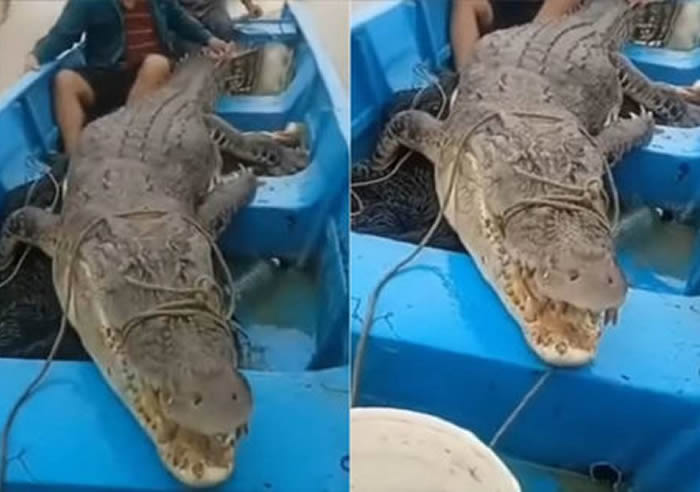 渔夫放诱饵想钓鲶鱼 结果上钩的是200公斤重的巨鳄