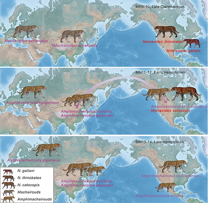 晚中新世北美大型剑齿虎的研究揭示近缘物种间支系更替的一般规律