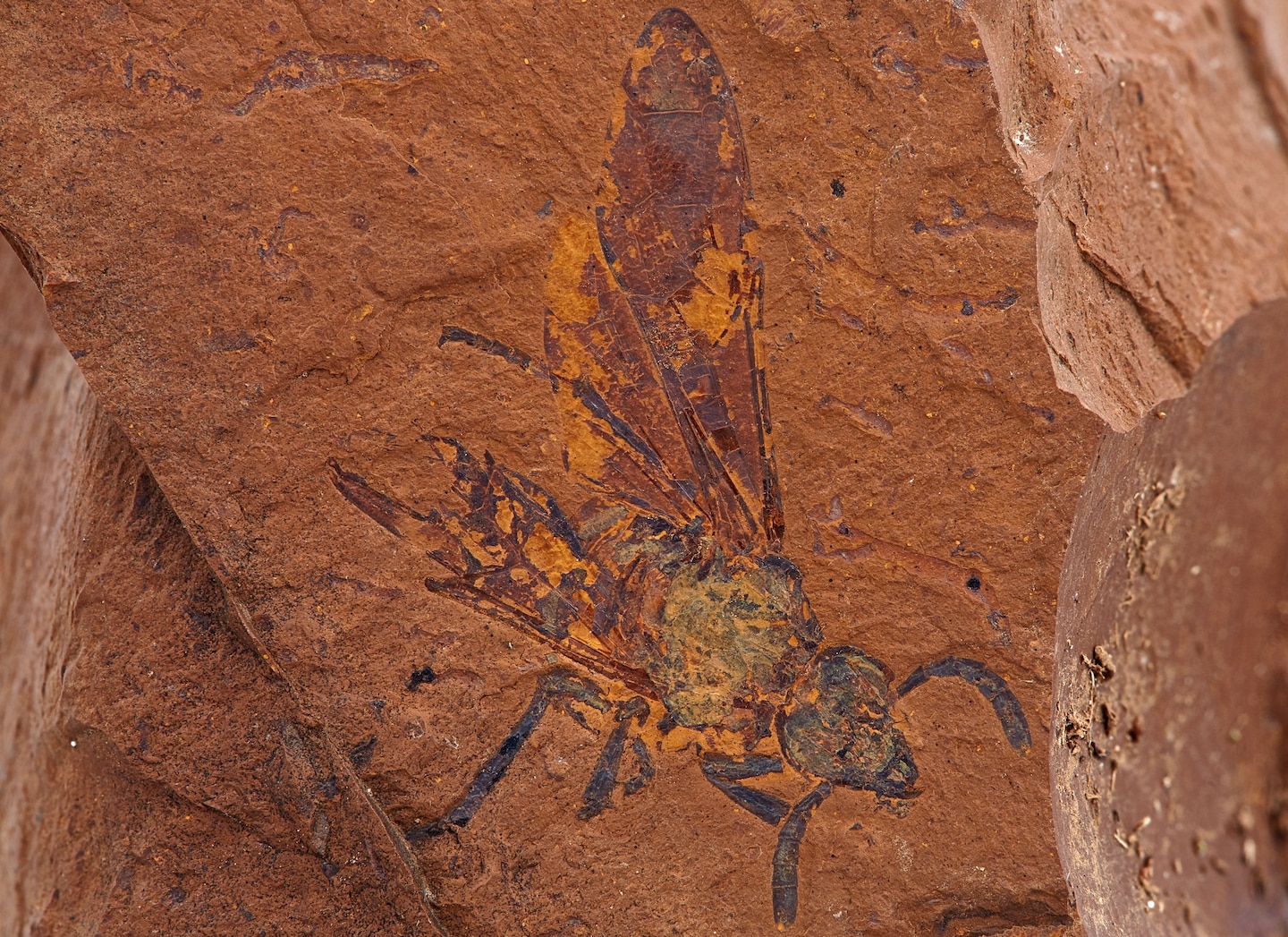 美国《国家地理》杂志评选出2022年最惊人的22项发现:特殊化石揭晓史前雨林