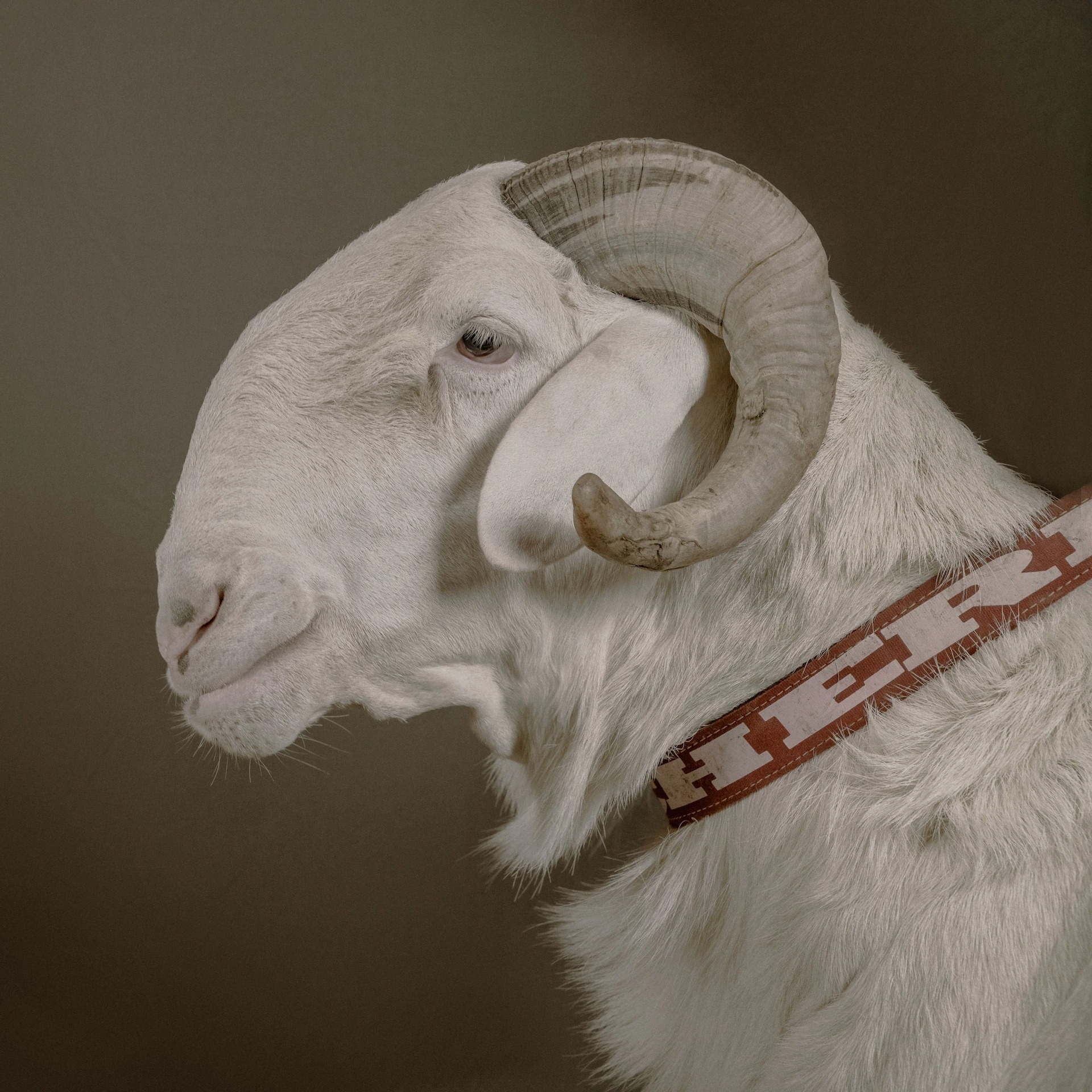 全世界身价最高的绵羊:塞内加尔的拉多姆绵羊价格可以高达上万美元