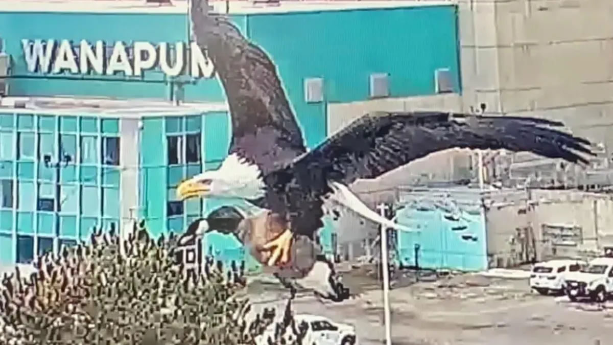 ������ͷӥץ�ż��ô��������Ƶ��Facebook��Ѹ���ߺ�