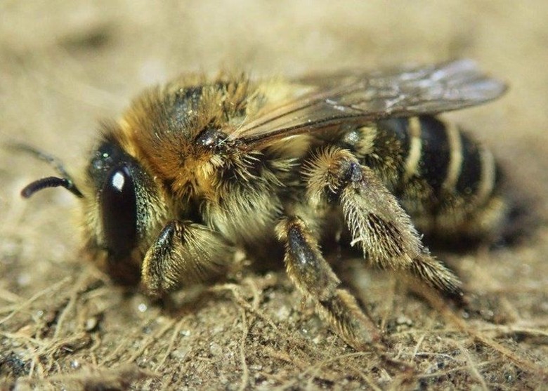 英格兰两种被指已经消失至少20年的罕见蜜蜂现身康沃尔郡海岸