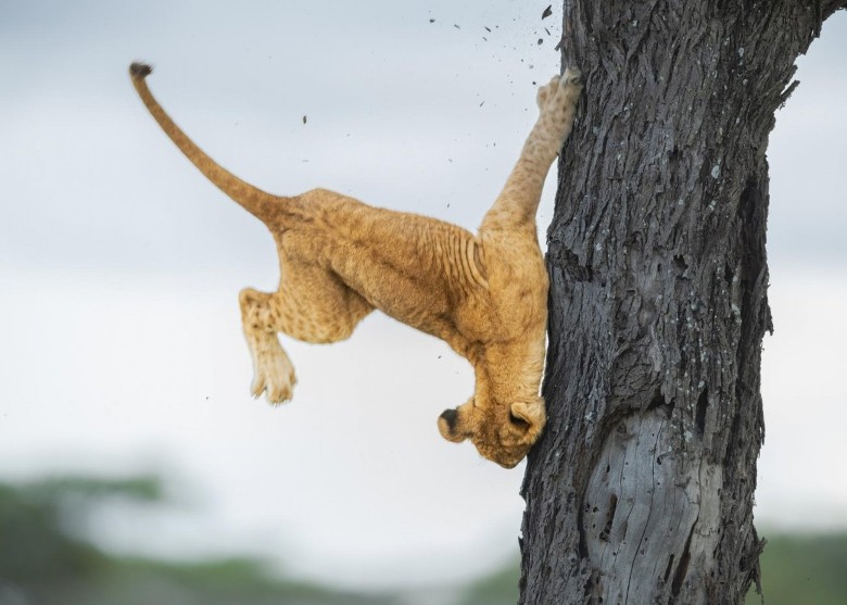 一年一度搞笑野生动物摄影奖出炉 《失礼死猫》夺冠