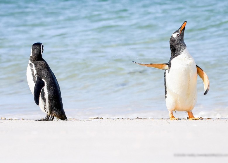 一年一度搞笑野生动物摄影奖出炉 《失礼死猫》夺冠