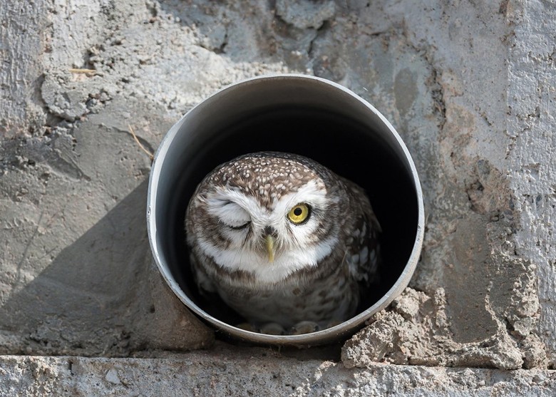 一年一度搞笑野生动物摄影奖出炉 《失礼死猫》夺冠