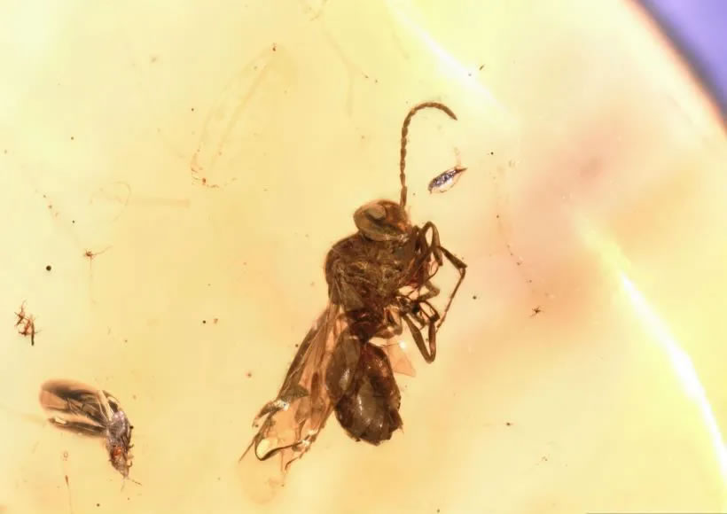 恐龙时代的蚂蚁长啥样？白垩纪缅甸克钦琥珀新研究告诉你答案