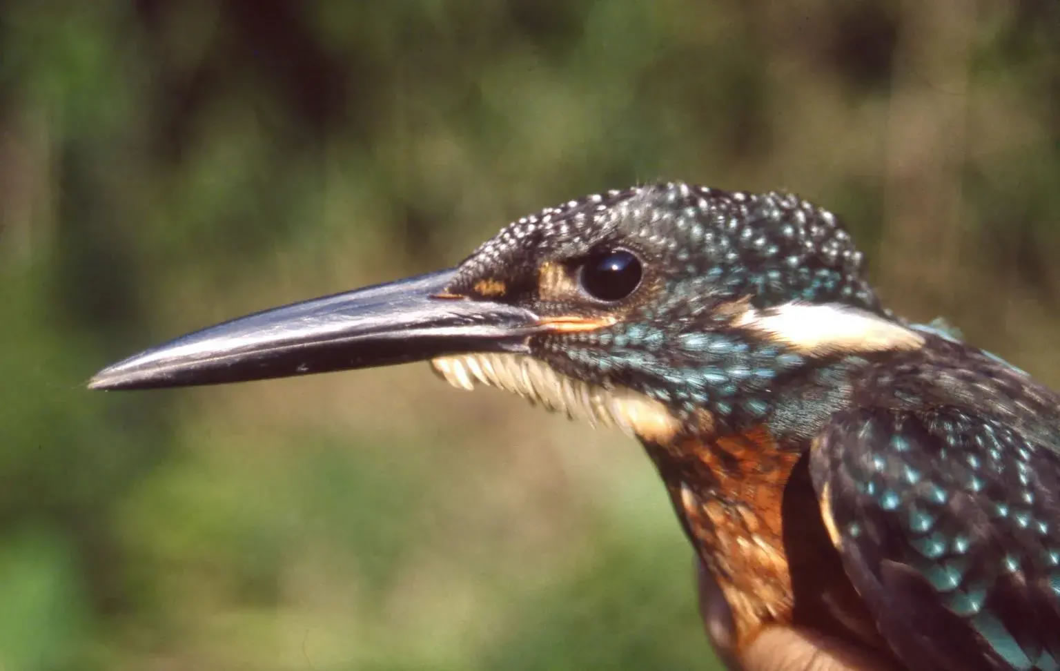 全球最独特的鸟类最濒危