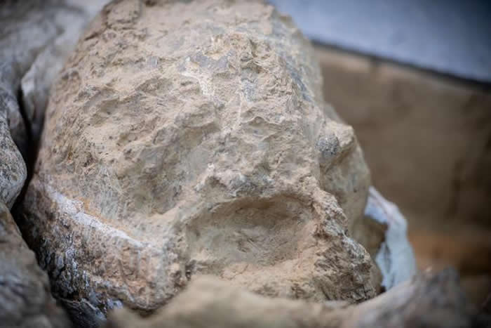 湖北十堰学堂梁子遗址发现的“郧县人”3号头骨化石顺利提取出土