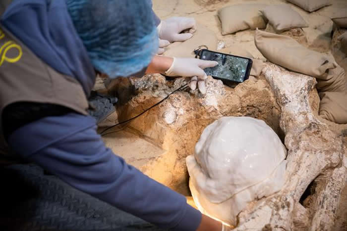 湖北十堰学堂梁子遗址发现的“郧县人”3号头骨化石顺利提取出土
