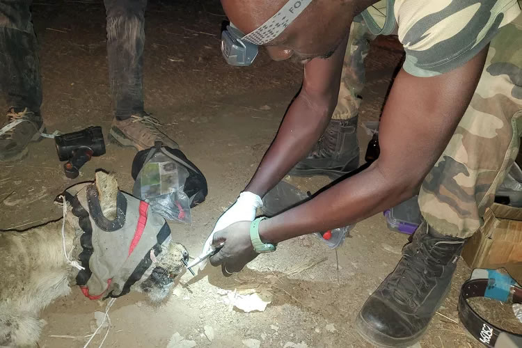 塞内加尔尼奥科罗科巴国家公园母狮脸上全是豪猪刺 1个月无法吃东西