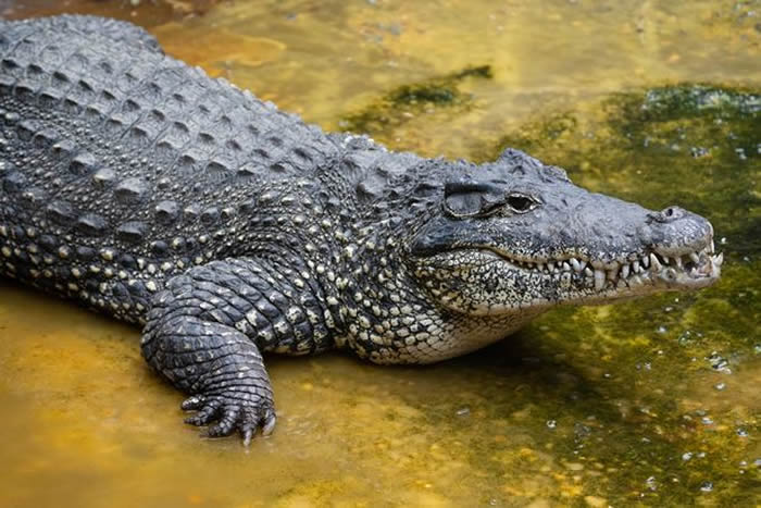美国华盛顿史密森尼国家动物园极度濒危古巴鳄离奇触电死亡