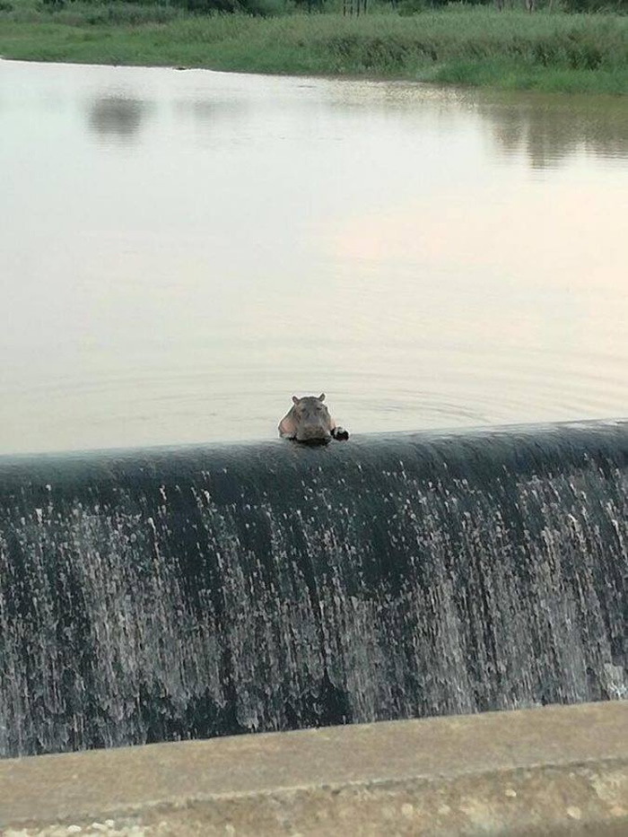 �Ϸǿ���������һֻ����ſ��ˮ����⿴�羰