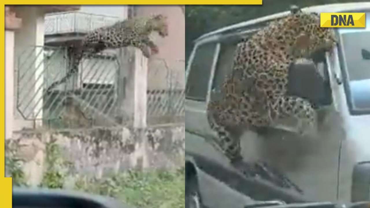 印度阿萨姆邦乔尔哈特饥饿野豹闯进村庄后无差别暴怒攻击