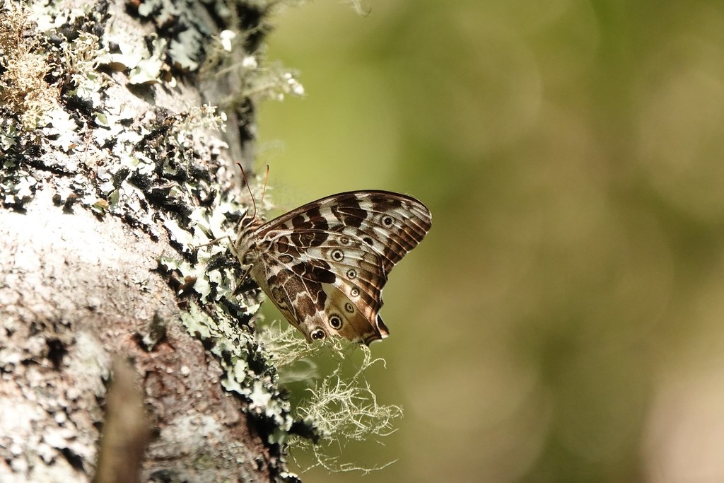 大雪山昆虫生态大丰收 台湾雪霸国家公园发现九种新物种