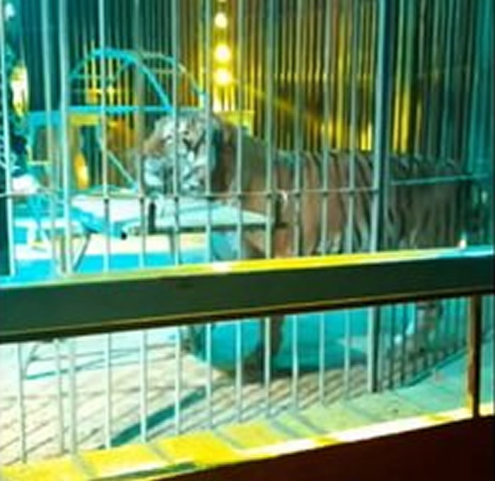 意大利发生马戏团老虎咬人事件