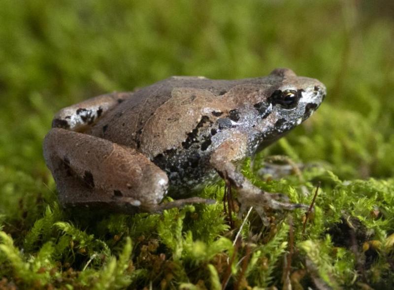 安徽发现蛙类新种——大别山姬蛙