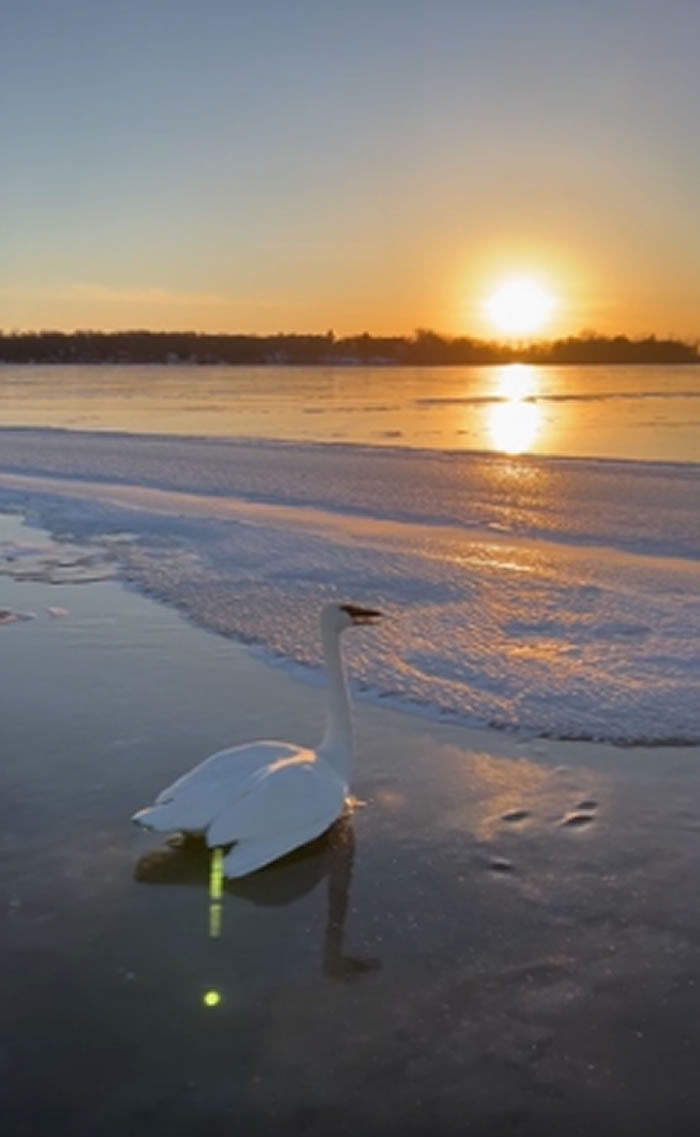 美国明尼苏达州男游客朝湖面天鹅浇保温瓶热水 却获得称赞
