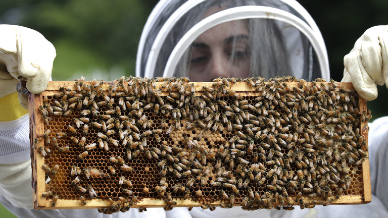美国批准世界上上第一款供蜜蜂接种的疫苗 以预防蜜蜂感染美洲幼虫病