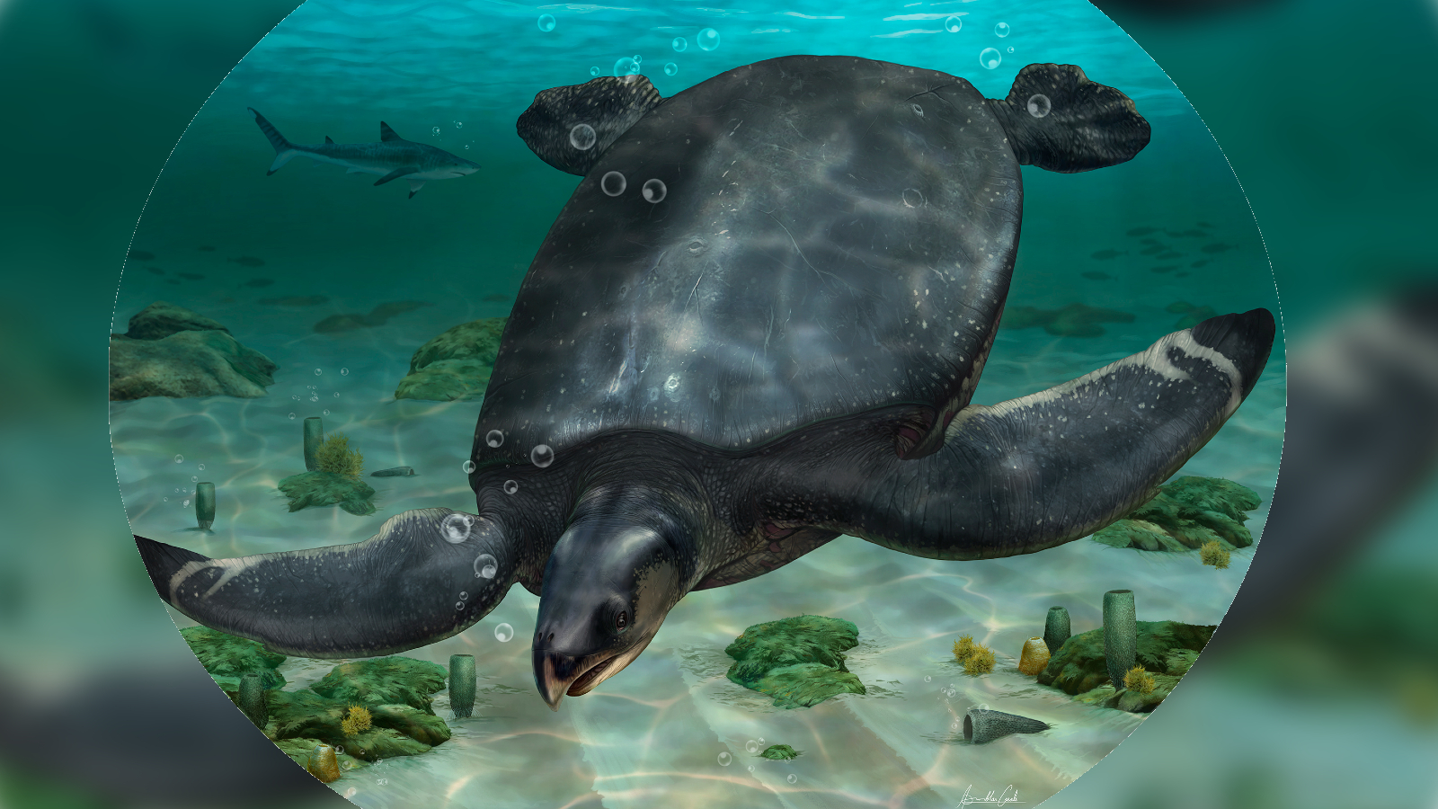 西班牙发现可能是有史以来最大的海龟化石Leviathanochelys aenigmatica 体长达3.74米