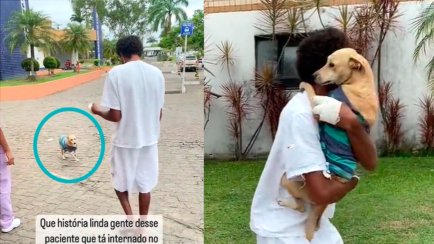 巴西游民住院 忠犬院外苦守1个月