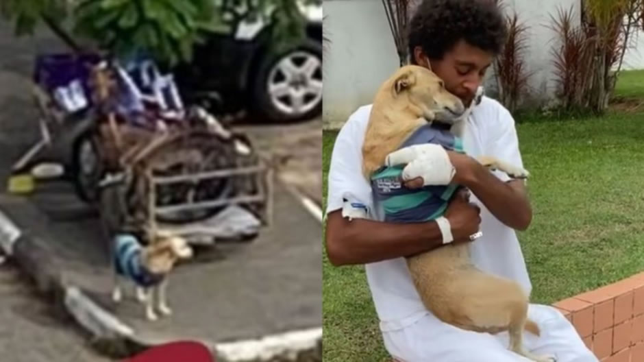 巴西游民住院 忠犬院外苦守1个月