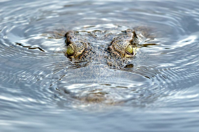 非洲纳米比亚9岁女童在河边遭鳄鱼咬住 哥哥跳入水搏斗救回妹妹一命