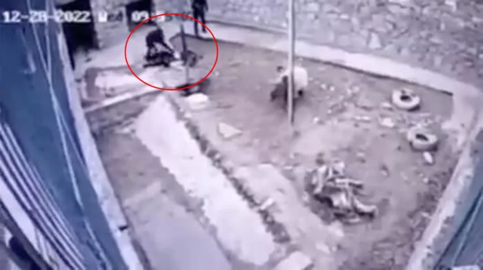 乌兹别克一名动物园饲育员忘记关门遭棕熊攻击惨死