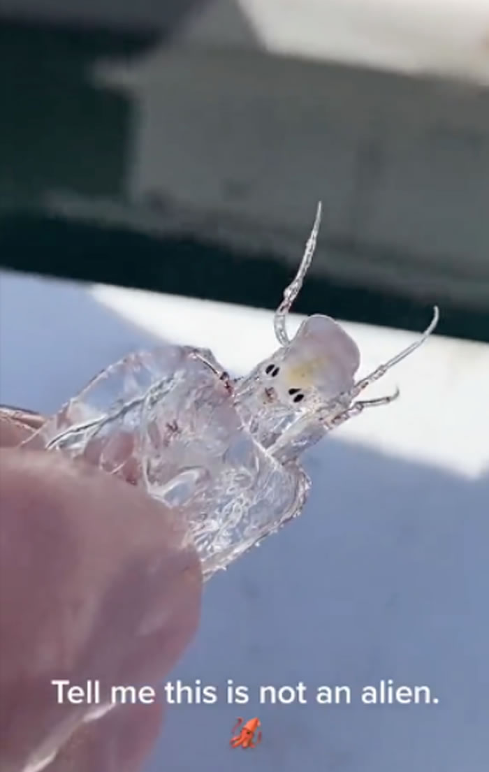 񲶻˵δ֪ ѣ׿දPram bug