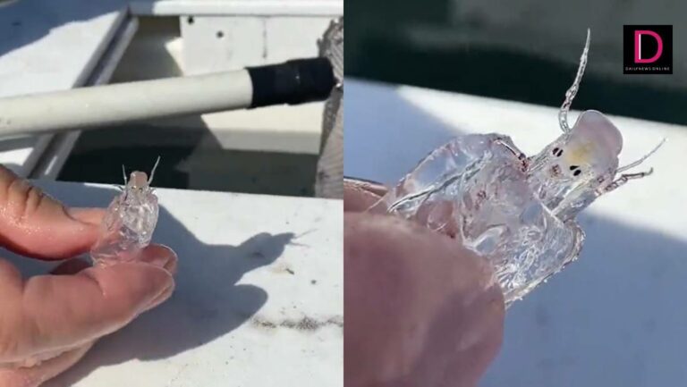 񲶻˵δ֪ ѣ׿දPram bug