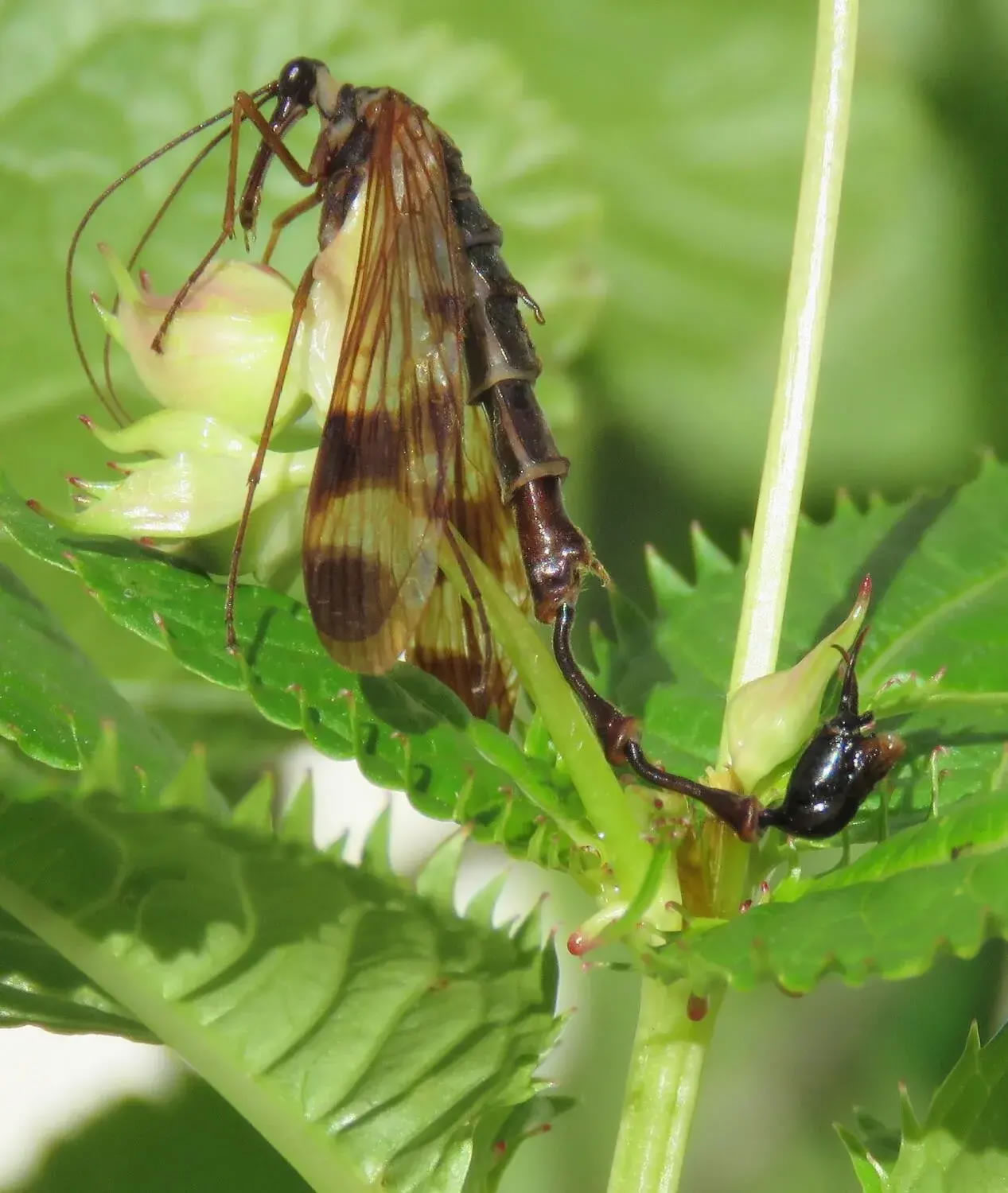 《昆虫学贡献》杂志：昆虫学家在尼泊尔发现新的大型昆虫物种 命名为