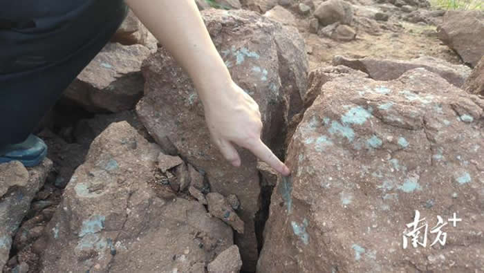 广东省河源市博物馆副馆长散步时意外发现3枚恐龙蛋化石