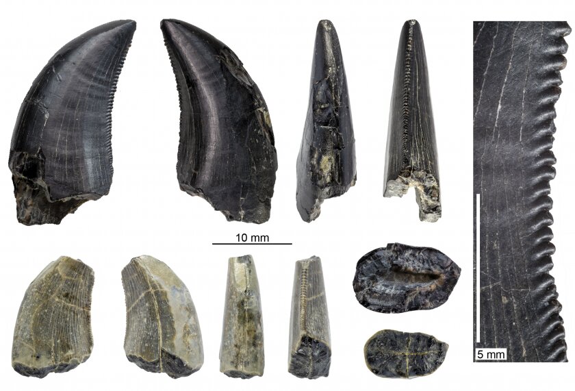 《南美地球科学杂志》：化石揭示史前巴塔哥尼亚恐龙