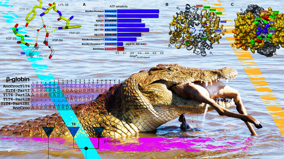 研究阐明鳄鱼血红蛋白之谜