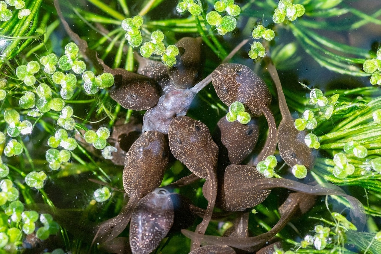 Դȱʱɼܣcommon frog򽲶ʳͬࡣPHOTOGRAPH BY GEORGETTE DOUWMANATURE PICTURE LI