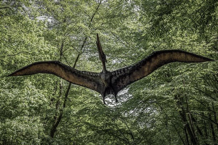 化石研究使我们离揭示“飞行恐龙”翼龙如何飞行又近了一步
