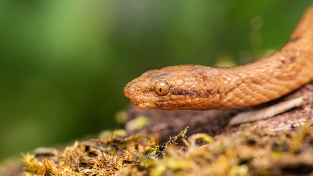 厄瓜多尔发现身长仅30cm的侏儒蟒蛇Tropidophis cacuangoae 受到威胁眼睛还会流血