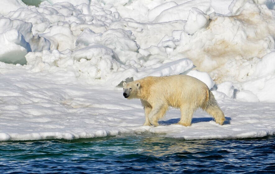 美国阿拉斯加州传出北极熊杀人事件 一头北极熊闯入村庄大开杀戒