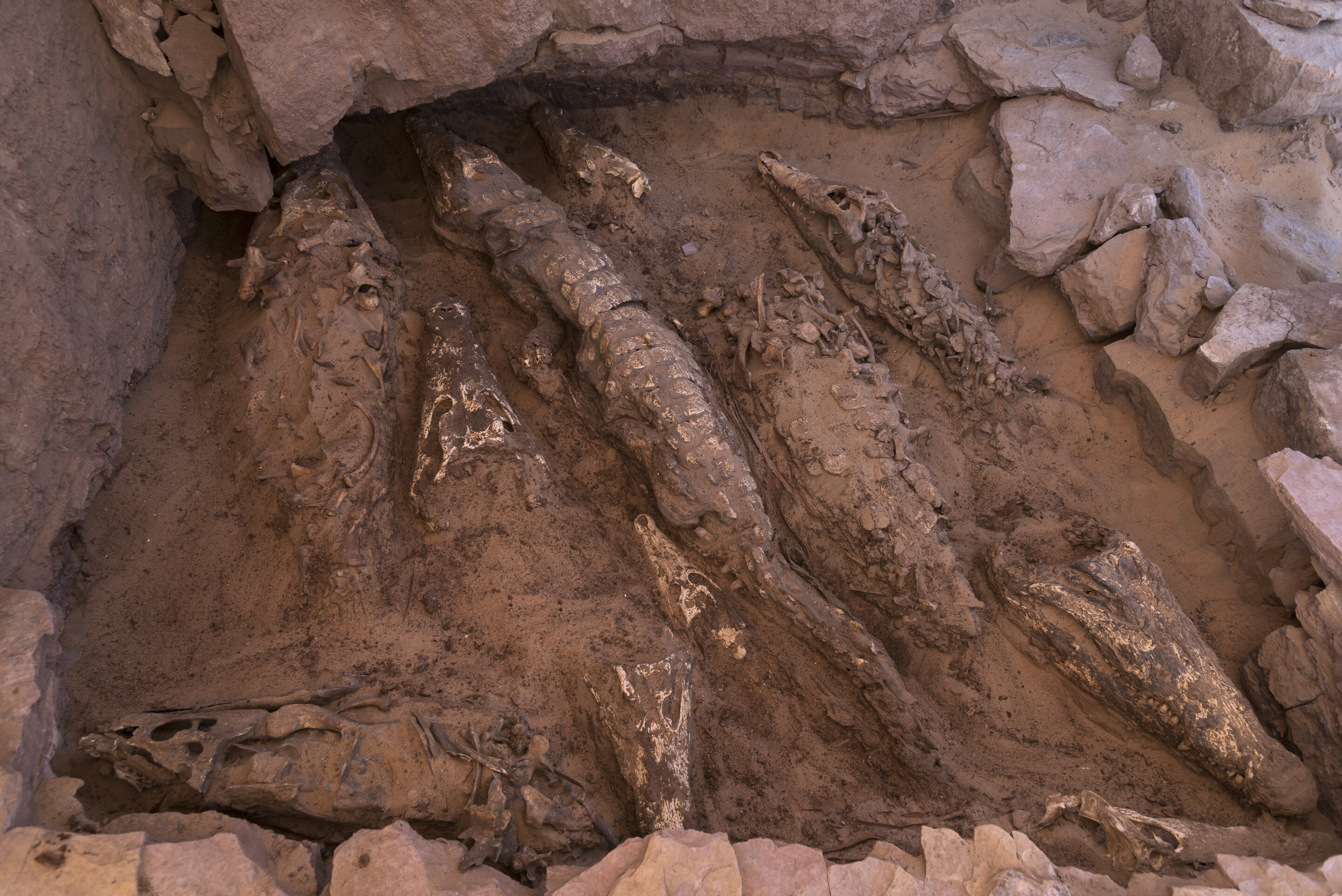 鳄鱼在公元前5世纪在埃及Qubbat al-Hawā遗址以独特的方式被木乃伊化